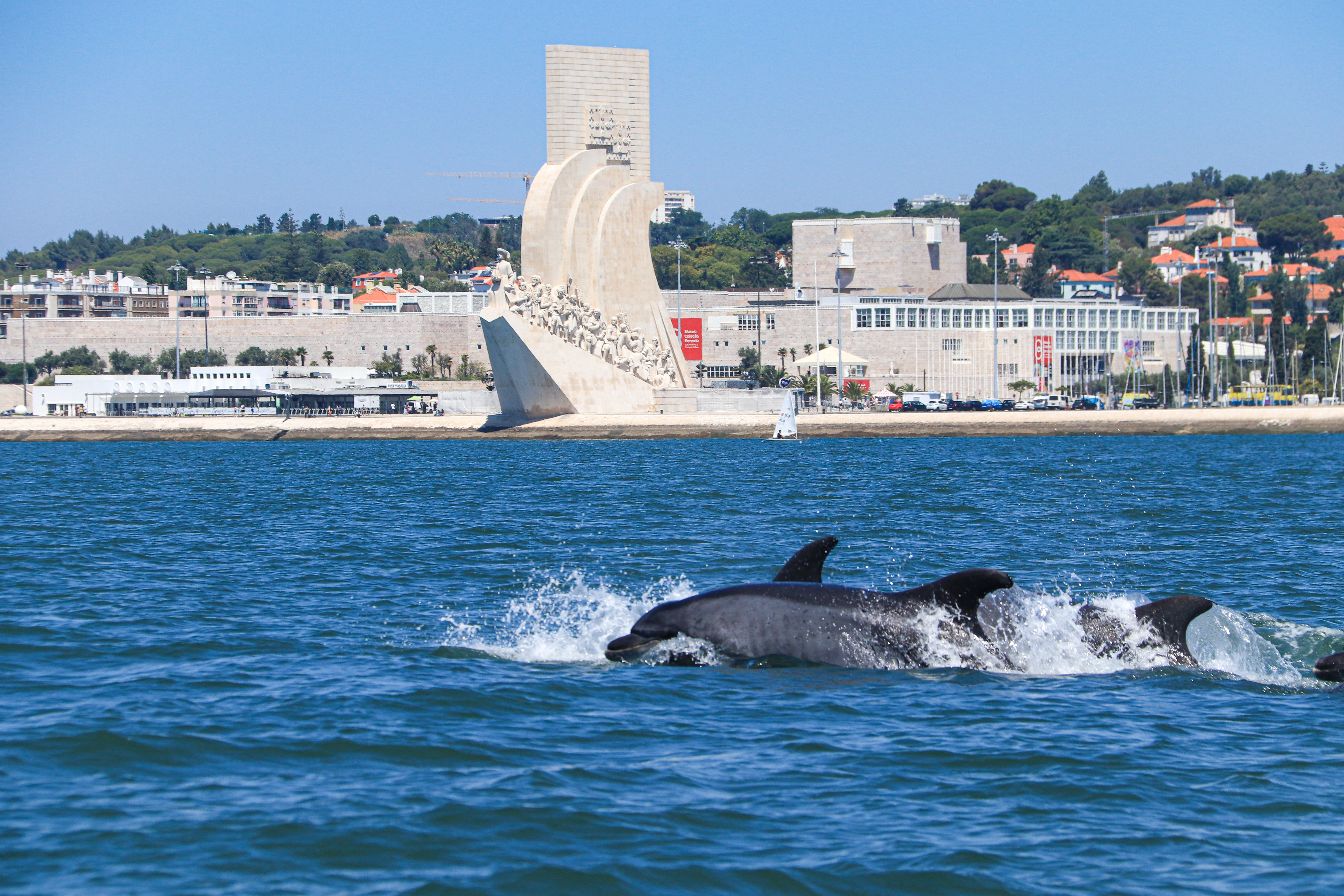 Observação de golfinhos no Rio Tejo em Lisboa